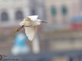 Little Egret