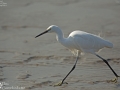 Little Egret