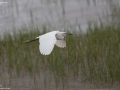 Little Egret
