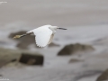 Egret,Little_008