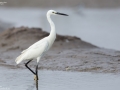 Little Egret