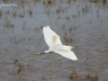 Little Egret