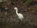 Little Egret