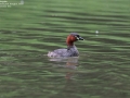Little Grebe