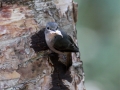 Little Pied Flycatcher