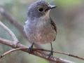 Little Pied Flycatcher