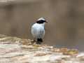 Little Pied Flycatcher