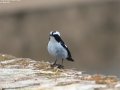 Little Pied Flycatcher