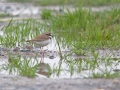Little Ringed Plover