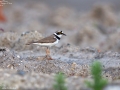 Little Ringed Plover