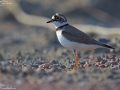 Little Ringed Plover
