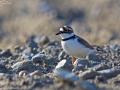 Little Ringed Plover