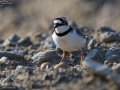 Little Ringed Plover