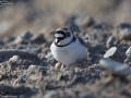Little Ringed Plover