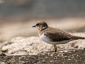 Little Ringed Plover