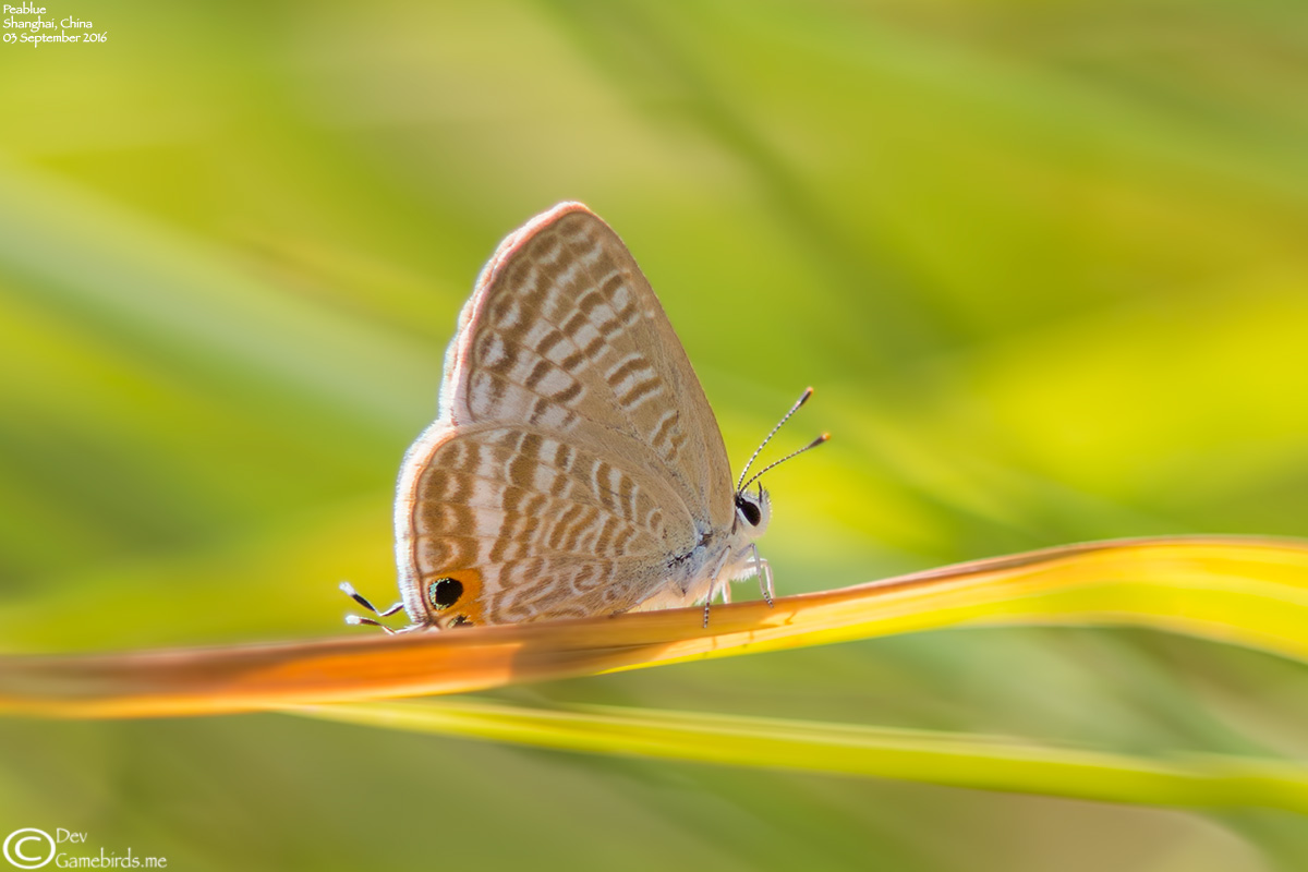 2 Photos<br />Common Name : Long-tailed Blue or Pea Blue