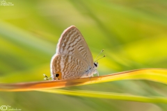 Lampides boeticus