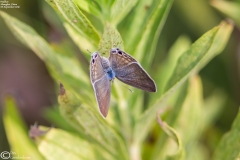 Lampides boeticus