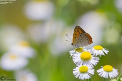 Lycaena phlaeas