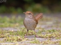 Manchurian Bush Warbler