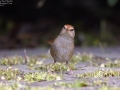 Manchurian Bush Warbler