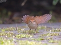 Manchurian Bush Warbler