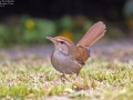 Manchurian Bush Warbler