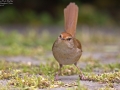 Manchurian Bush Warbler