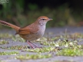 Manchurian Bush Warbler