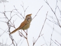 Manchurian Bush Warbler