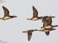 Mandarin Duck