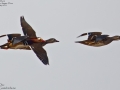 Mandarin Duck