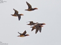 Mandarin Duck