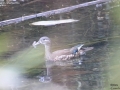 Mandarin Duck