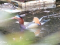 Mandarin Duck