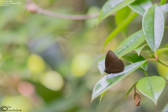 Mandarinia regalis