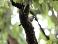 Maroon-backed Accentor