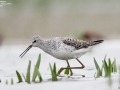 Marsh Sandpiper