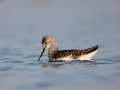 Marsh Sandpiper