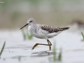Marsh Sandpiper