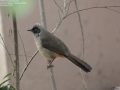 Masked Laughingthrush