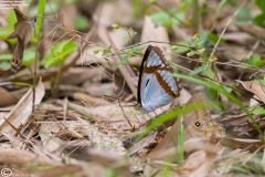 Mimathyma chevana