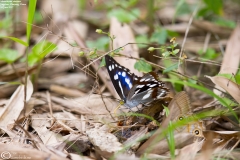 Mimathyma chevana