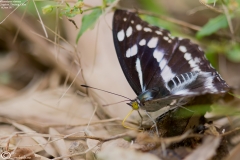 Mimathyma chevana