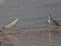 Mongolian Gull