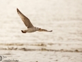 Mongolian Gull