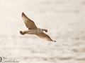 Mongolian Gull