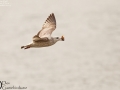 Mongolian Gull