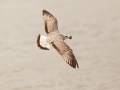 Mongolian Gull
