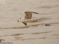 Mongolian Gull